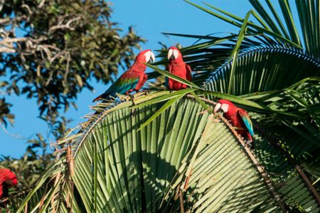 2-Day Macaw Clay Lick Tour