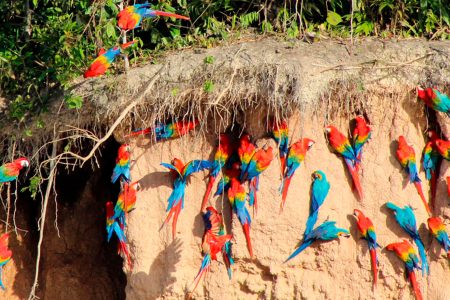 4-Days Macaw Clay Lick Tour
