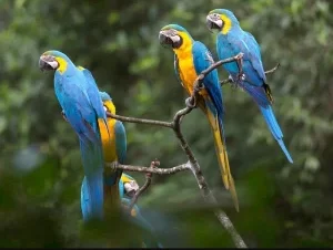 5-Days Macaw Clay Lick & Lago Sandoval Tour