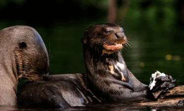 2-Days Eco Jungle Tour